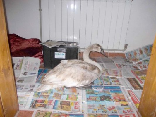 14 păsări de apă au murit din cauza temperaturilor extreme